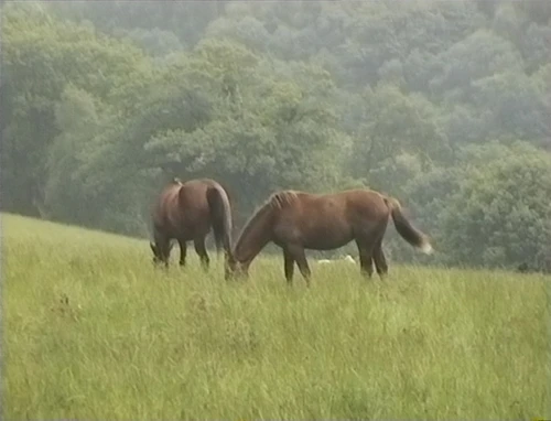 28 Jul 1998 · Somerset & North Devon Coast: Day 3 Quantock Hills to Exford YH